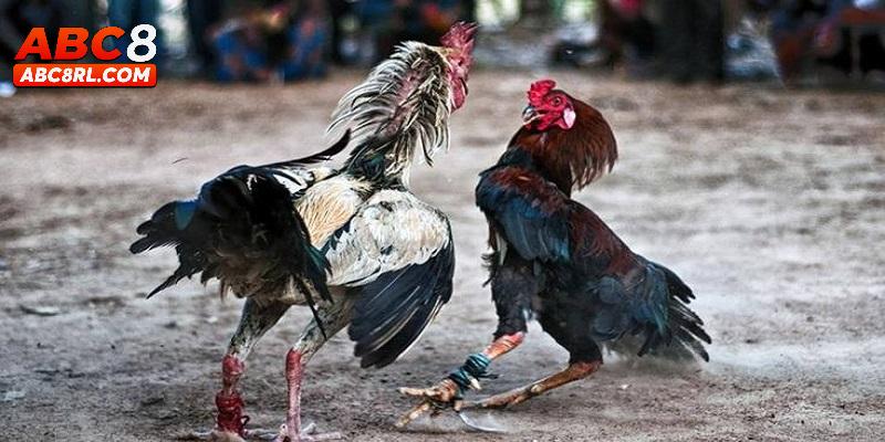 Những hình thức đá gà C1 hấp dẫn tại ABC8